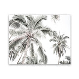 Shop Coconut Palms Photo Art Print-Boho, Botanicals, Coastal, Green, Landscape, Photography, Tropical, View All, White-framed poster wall decor artwork