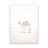 Shop Lone Camel III Photo Canvas Art Print-Animals, Baby Nursery, Boho, Moroccan Days, Photography, Photography Canvas Prints, Pink, Portrait, View All, White-framed wall decor artwork