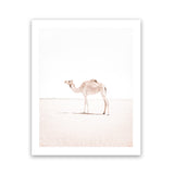 Shop Lone Camel III Photo Art Print-Animals, Baby Nursery, Boho, Moroccan Days, Photography, Pink, Portrait, View All, White-framed poster wall decor artwork