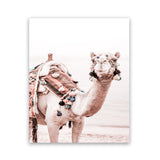 Shop Bedouin Camel I Photo Art Print-Animals, Baby Nursery, Boho, Moroccan Days, Photography, Pink, Portrait, View All-framed poster wall decor artwork