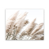Shop Pampas Photo Art Print-Boho, Botanicals, Florals, Hamptons, Landscape, Neutrals, Photography, View All-framed poster wall decor artwork
