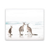 Shop Three Kangaroos Photo Art Print-Animals, Boho, Coastal, Landscape, Neutrals, Photography, View All, White-framed poster wall decor artwork