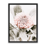 Shop Waratah Flowers III Photo Canvas Art Print-Botanicals, Florals, Hamptons, Nature, Photography, Photography Canvas Prints, Pink, Portrait, Purple, View All-framed wall decor artwork