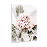 Shop Waratah Flowers III Photo Canvas Art Print-Botanicals, Florals, Hamptons, Nature, Photography, Photography Canvas Prints, Pink, Portrait, Purple, View All-framed wall decor artwork