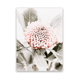 Shop Waratah Flowers III Photo Canvas Art Print-Botanicals, Florals, Hamptons, Nature, Photography, Photography Canvas Prints, Pink, Portrait, Purple, View All-framed wall decor artwork