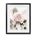Shop Waratah Flowers III Photo Art Print-Botanicals, Florals, Hamptons, Nature, Photography, Pink, Portrait, Purple, View All-framed poster wall decor artwork