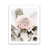 Shop Waratah Flowers III Photo Art Print-Botanicals, Florals, Hamptons, Nature, Photography, Pink, Portrait, Purple, View All-framed poster wall decor artwork
