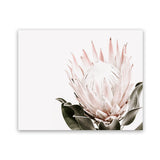 Shop Pink King Protea Flower II Photo Art Print-Botanicals, Florals, Hamptons, Landscape, Nature, Photography, Pink, View All, White-framed poster wall decor artwork