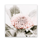 Shop Waratah Flowers III (Square) Photo Art Print-Florals, Hamptons, Photography, Pink, Purple, Square, View All-framed poster wall decor artwork