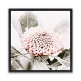 Shop Waratah Flowers III (Square) Photo Canvas Art Print-Florals, Hamptons, Photography, Photography Canvas Prints, Pink, Purple, Square, View All-framed wall decor artwork