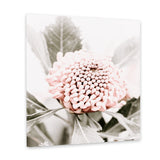 Shop Waratah Flowers III (Square) Photo Canvas Art Print-Florals, Hamptons, Photography, Photography Canvas Prints, Pink, Purple, Square, View All-framed wall decor artwork