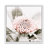 Shop Waratah Flowers III (Square) Photo Canvas Art Print-Florals, Hamptons, Photography, Photography Canvas Prints, Pink, Purple, Square, View All-framed wall decor artwork