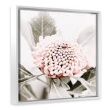 Shop Waratah Flowers III (Square) Photo Canvas Art Print-Florals, Hamptons, Photography, Photography Canvas Prints, Pink, Purple, Square, View All-framed wall decor artwork