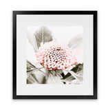 Shop Waratah Flowers III (Square) Photo Art Print-Florals, Hamptons, Photography, Pink, Purple, Square, View All-framed poster wall decor artwork