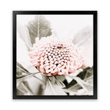 Shop Waratah Flowers III (Square) Photo Art Print-Florals, Hamptons, Photography, Pink, Purple, Square, View All-framed poster wall decor artwork