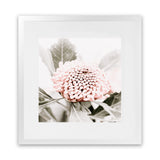 Shop Waratah Flowers III (Square) Photo Art Print-Florals, Hamptons, Photography, Pink, Purple, Square, View All-framed poster wall decor artwork