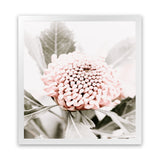 Shop Waratah Flowers III (Square) Photo Art Print-Florals, Hamptons, Photography, Pink, Purple, Square, View All-framed poster wall decor artwork