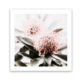 Shop Waratah Flowers (Square) Photo Art Print-Florals, Green, Hamptons, Photography, Pink, Square, View All-framed poster wall decor artwork