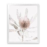 Shop Banksia I Photo Art Print-Botanicals, Florals, Hamptons, Nature, Photography, Pink, Portrait, View All-framed poster wall decor artwork