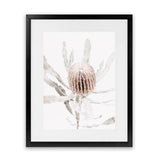Shop Banksia I Photo Art Print-Botanicals, Florals, Hamptons, Nature, Photography, Pink, Portrait, View All-framed poster wall decor artwork