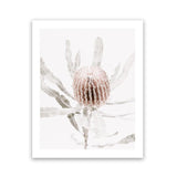 Shop Banksia I Photo Art Print-Botanicals, Florals, Hamptons, Nature, Photography, Pink, Portrait, View All-framed poster wall decor artwork