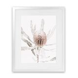 Shop Banksia I Photo Art Print-Botanicals, Florals, Hamptons, Nature, Photography, Pink, Portrait, View All-framed poster wall decor artwork