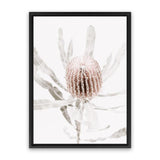 Shop Banksia I Photo Canvas Art Print-Botanicals, Florals, Hamptons, Nature, Photography, Photography Canvas Prints, Pink, Portrait, View All-framed wall decor artwork