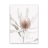 Shop Banksia I Photo Canvas Art Print-Botanicals, Florals, Hamptons, Nature, Photography, Photography Canvas Prints, Pink, Portrait, View All-framed wall decor artwork