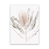 Shop Banksia III Photo Canvas Art Print-Botanicals, Florals, Hamptons, Nature, Neutrals, Photography, Photography Canvas Prints, Pink, Portrait, View All-framed wall decor artwork