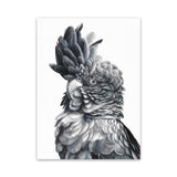 Shop Black Cockatoo Close-Up Canvas Art Print-Animals, Baby Nursery, Birds, Black, Grey, Portrait, Scandinavian, Tropical, View All, White-framed wall decor artwork