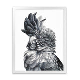 Shop Black Cockatoo Close-Up Art Print-Animals, Baby Nursery, Birds, Black, Grey, Portrait, Scandinavian, Tropical, View All, White-framed painted poster wall decor artwork