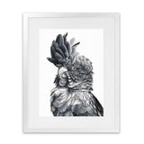 Shop Black Cockatoo Close-Up Art Print-Animals, Baby Nursery, Birds, Black, Grey, Portrait, Scandinavian, Tropical, View All, White-framed painted poster wall decor artwork