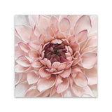 Shop Divine Dahlia (Square) Canvas Art Print-Botanicals, Florals, Hamptons, Pink, Square, View All-framed wall decor artwork