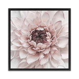 Shop Divine Dahlia II (Square) Canvas Art Print-Botanicals, Florals, Hamptons, Pink, Square, View All-framed wall decor artwork