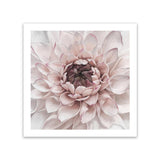 Shop Divine Dahlia II (Square) Art Print-Botanicals, Florals, Hamptons, Pink, Square, View All-framed painted poster wall decor artwork