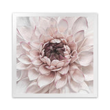 Shop Divine Dahlia II (Square) Art Print-Botanicals, Florals, Hamptons, Pink, Square, View All-framed painted poster wall decor artwork