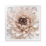 Shop Divine Dahlia IV (Square) Art Print-Botanicals, Florals, Hamptons, Neutrals, Square, View All-framed painted poster wall decor artwork