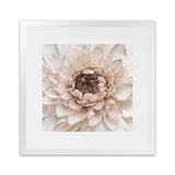 Shop Divine Dahlia IV (Square) Art Print-Botanicals, Florals, Hamptons, Neutrals, Square, View All-framed painted poster wall decor artwork