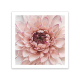 Shop Divine Dahlia (Square) Art Print-Botanicals, Florals, Hamptons, Pink, Square, View All-framed painted poster wall decor artwork