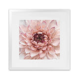 Shop Divine Dahlia (Square) Art Print-Botanicals, Florals, Hamptons, Pink, Square, View All-framed painted poster wall decor artwork