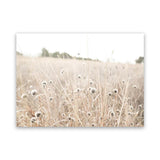 Shop Dried Flower Field Photo Canvas Art Print-Boho, Botanicals, Hamptons, Landscape, Neutrals, Photography, Photography Canvas Prints, View All-framed wall decor artwork