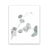 Shop Eucalyptus II Photo Art Print-Botanicals, Green, Photography, Portrait, View All, White-framed poster wall decor artwork