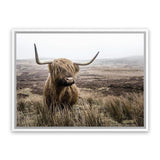 Shop Highland Cow I Photo Canvas Art Print-Animals, Brown, Green, Landscape, Photography, Photography Canvas Prints, Scandinavian, View All-framed wall decor artwork