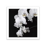 Shop Orchid (Square) Art Print-Black, Botanicals, Florals, Hamptons, Scandinavian, Square, View All, White-framed painted poster wall decor artwork
