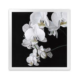 Shop Orchid (Square) Art Print-Black, Botanicals, Florals, Hamptons, Scandinavian, Square, View All, White-framed painted poster wall decor artwork