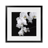 Shop Orchid (Square) Art Print-Black, Botanicals, Florals, Hamptons, Scandinavian, Square, View All, White-framed painted poster wall decor artwork