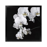 Shop Orchid (Square) Art Print-Black, Botanicals, Florals, Hamptons, Scandinavian, Square, View All, White-framed painted poster wall decor artwork