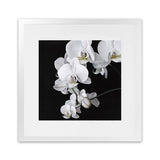 Shop Orchid (Square) Art Print-Black, Botanicals, Florals, Hamptons, Scandinavian, Square, View All, White-framed painted poster wall decor artwork