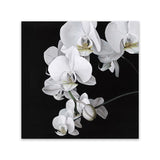 Shop Orchid (Square) Canvas Art Print-Black, Botanicals, Florals, Hamptons, Scandinavian, Square, View All, White-framed wall decor artwork