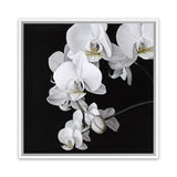 Shop Orchid (Square) Canvas Art Print-Black, Botanicals, Florals, Hamptons, Scandinavian, Square, View All, White-framed wall decor artwork